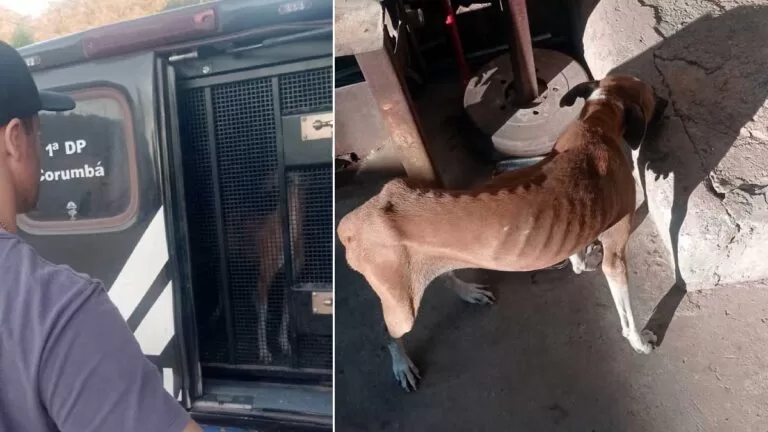 Mulher é autuada pela Polícia Civil de Corumbá por maus-tratos e morte de animal