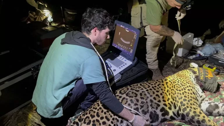 Onça-pintada é resgatada e monitorada após comer peixes com linha e anzol no Pantanal