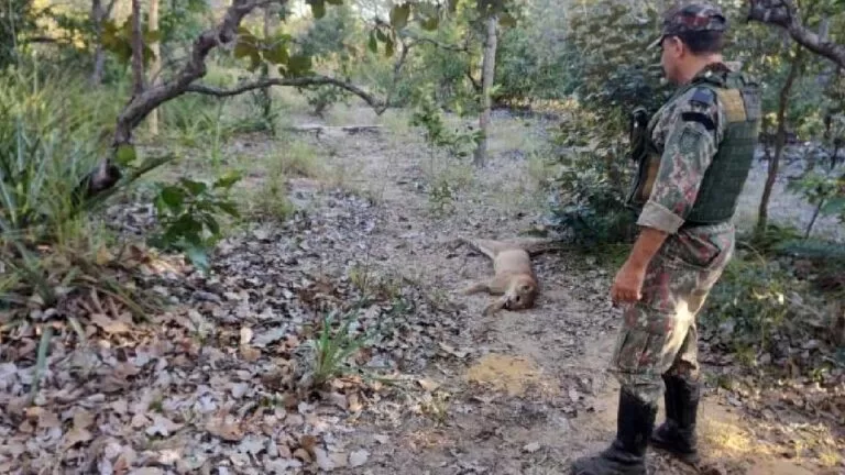 Policiais ambientais prendem dois homens por matar onças-pardas em MS