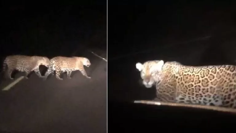 Casal de onças-pintadas que atravessava rodovia é flagrado por motorista na BR-262
