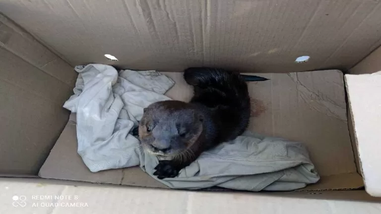 Filhote de ariranha é resgatado pela PMA em Corumbá