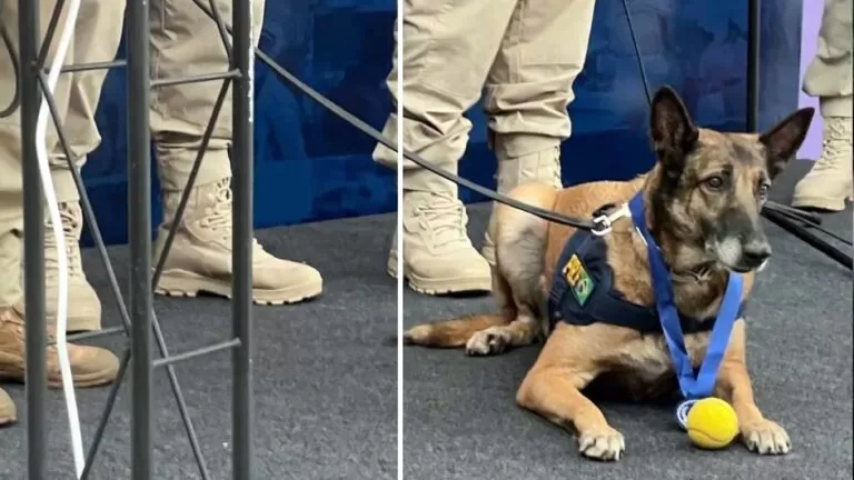 Bella, a cadelinha que ajudou a PRF a apreender quase 10 toneladas de drogas, se aposenta em MS