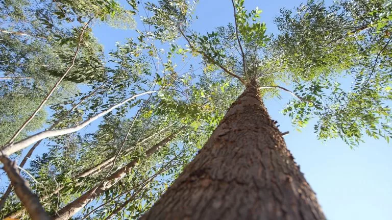 Leia mais sobre o artigo Fomentando a sustentabilidade: Mato Grosso do Sul mira ser o 1º Estado Carbono Neutro no Brasil