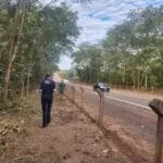 Ibama propõe plano para reduzir atropelamentos de animais no Pantanal