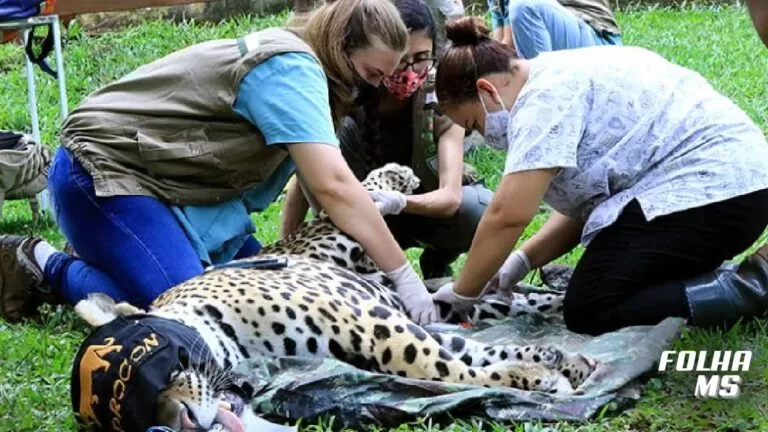 Governo repassa R$ 4,1 milhões para construir Centro de Reabilitação de Animais Silvestres em Corumbá