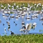 Lei do Pantanal é aprovada em 2ª votação e segue para sanção do governador