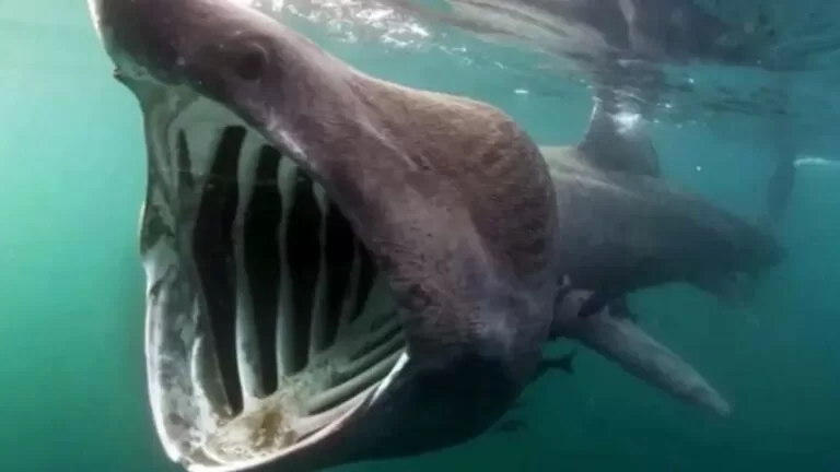 Tubarão-elefante