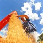 MS desponta no agronegócio nacional com alta na renda agropecuária e busca por crédito rural