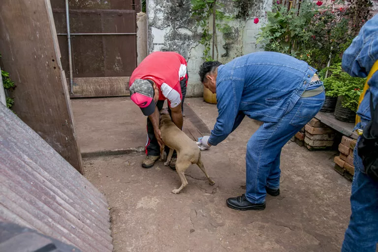 vacinação antirrábica