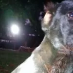 Homem é preso por atingir cachorro com tiro em cidade de MS