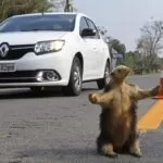 Estrada Viva leva animais empalhados para a pista em conscientização no Festival de Bonito