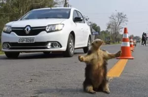 Leia mais sobre o artigo Estrada Viva leva animais empalhados para a pista em conscientização no Festival de Bonito