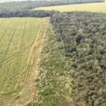 Ibama multa fazendeiros em mais de R$500 mil por desmatamento na Mata Atlântica