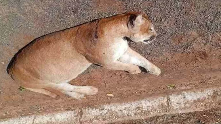 Onça-Parda morre atropelada na BR-262 próximo de Campo Grande