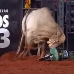 Peão é pisoteado por touro durante rodeio em Festa de Barretos | vídeo