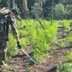 Operação Nova Aliança destrói mais de 360 toneladas de maconha no Paraguai