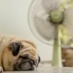 Saiba como cuidar de seu pet em dias de calor extremo