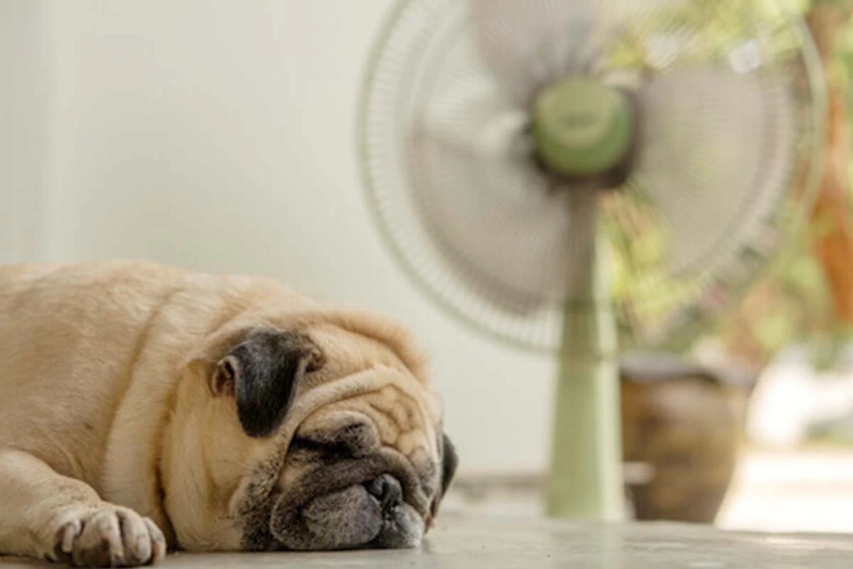 como cuidar de seu pet em dias de calor