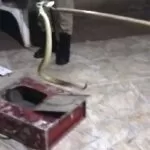 Serpente cascavel é capturada em quintal de residência | vídeo