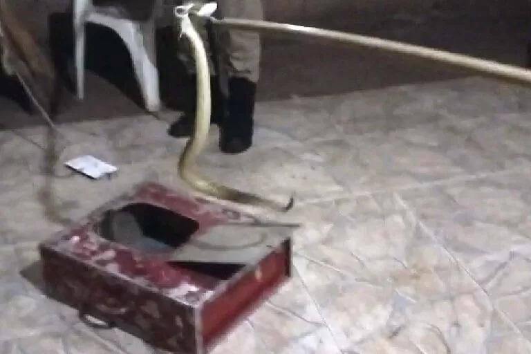 cascavel capturada pelos bombeiros