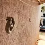 Cobra é resgatada no varal de uma casa em MS