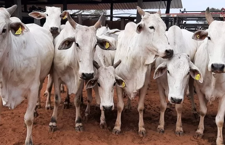 Você está visualizando atualmente Governo do Estado promove leilão on-line de 64 bovinos Nelore nesta terça-feira