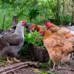 Bonito registra primeiro caso de influenza aviária em aves domésticas em MS