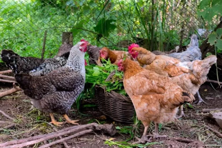 influenza aviária em bonito