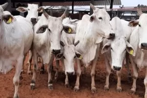 Leia mais sobre o artigo Leilão online de 64 bovinos da raça Nelore acontece no dia 19 pela SAD