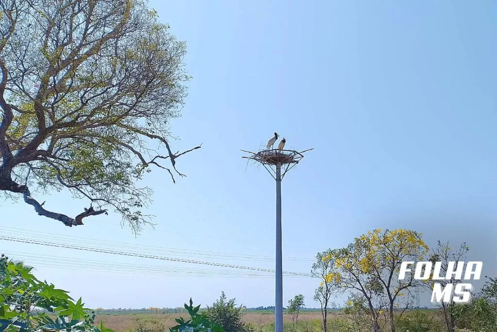 Tuiuiú é reconhecido por lei como ave-símbolo do Pantanal de MS 2 ninho tuiuiú