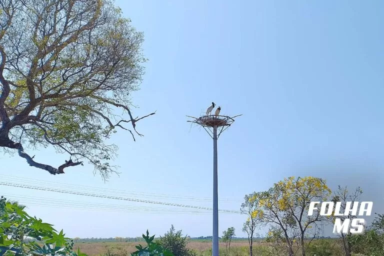 Primavera começa às 3h50 deste sábado