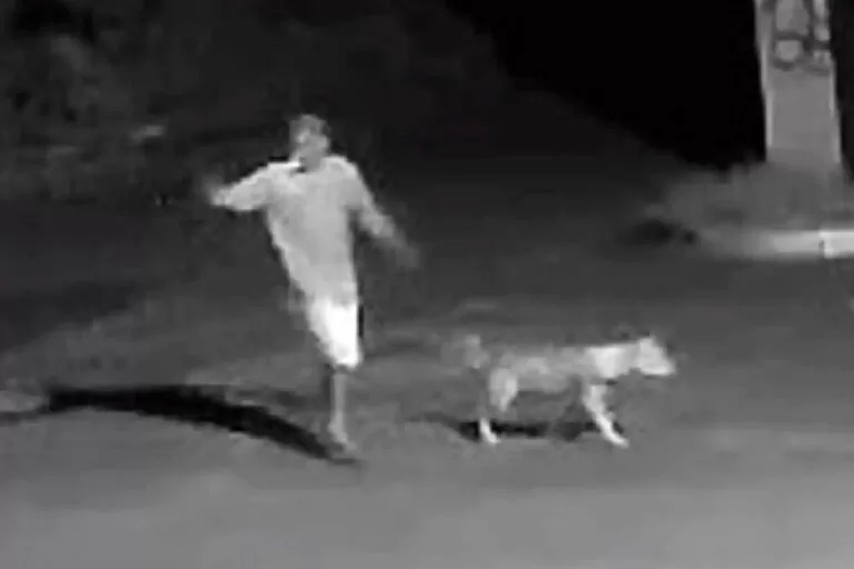 Pitbull ataca criança e idoso em Ribas do Rio Pardo