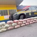 Polícia apreende 46,5 quilos da “supermaconha” com passageiros de carro de aplicativo