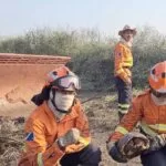 Bombeiros resgatam animais silvestres em áreas afetadas por incêndios no Pantanal