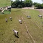 Fazendeiro é multado por abandonar gado debilitado no Pantanal | Vídeo