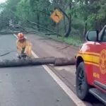 Bombeiros trabalham para liberar rodovia após ventania derrubar árvores na BR-262