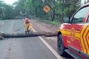 Leia mais sobre o artigo Bombeiros trabalham para liberar rodovia após ventania derrubar árvores na BR-262