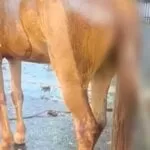 Cavalo morre após ter cabo de metal introduzido no ânus por dois homens em MS