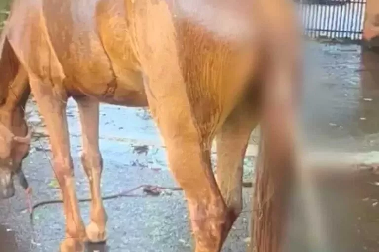 Cavalo morre após ter cabo de metal introduzido no ânus por dois homens em MS
