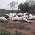 Raio mata 80 bois e dois cavalos em fazenda no Paraguai