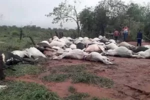 Leia mais sobre o artigo Raio mata 80 bois e dois cavalos em fazenda no Paraguai