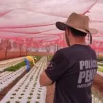 Horta de presídio é esperança de ressocialização e fonte de alimentação a pessoas carentes