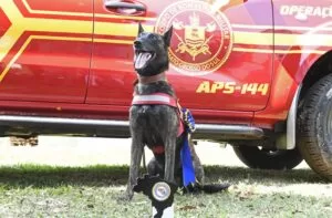 Leia mais sobre o artigo Laika, a cadela bombeira de MS, recebe certificação nacional para atuar em buscas e salvamentos