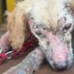 Mulher é presa por maus-tratos a quatro cães em Campo Grande