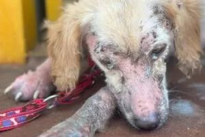 Leia mais sobre o artigo Mulher é presa por maus-tratos a quatro cães em Campo Grande