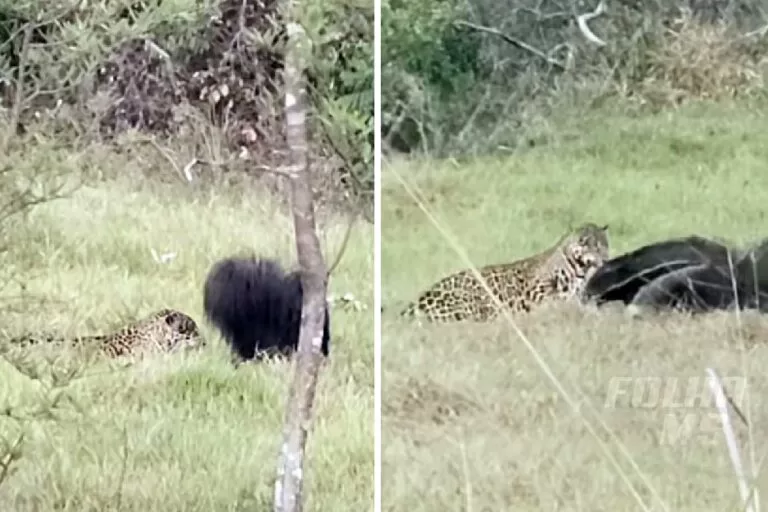 Onça-pintada e tamanduá-bandeira protagonizam cena curiosa no Pantanal de Miranda