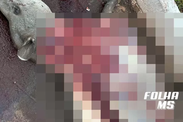 Após ser atropelada, Anta é carneada a margem da BR-262 | vídeo