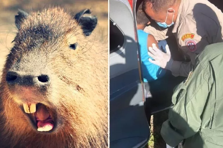 Criança tem testículo mordido por capivara em reserva no Pantanal