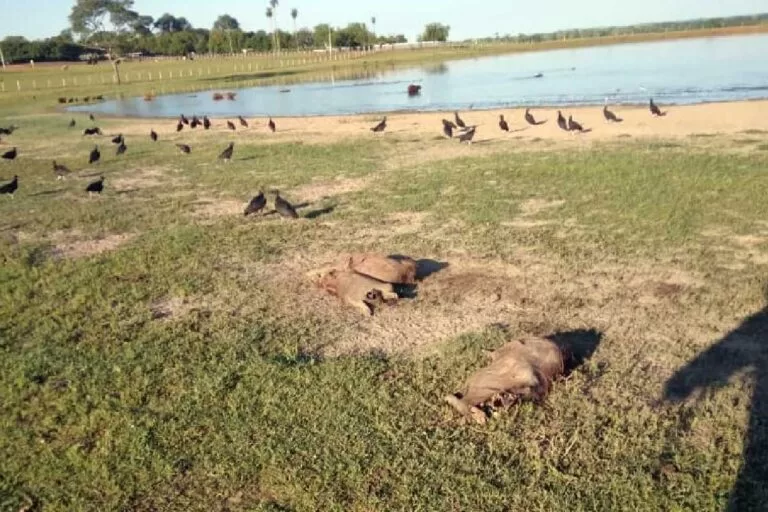 Homem é preso por matar capivaras com veneno e arma de fogo em MS
