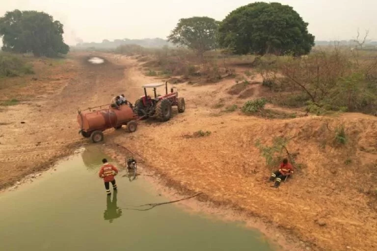 queimadas no pantanal